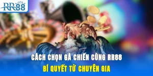 Cách Chọn Gà Chiến