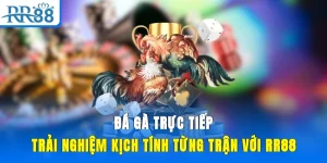 Đá Gà Trực Tiếp