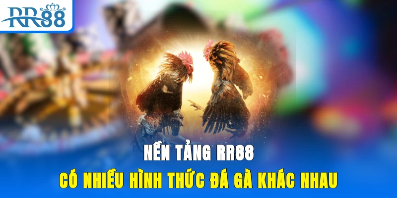 Nền tảng RR88 có nhiều hình thức đá gà khác nhau