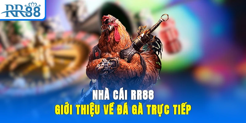 Nhà cái RR88 giới thiệu về đá gà trực tiếp