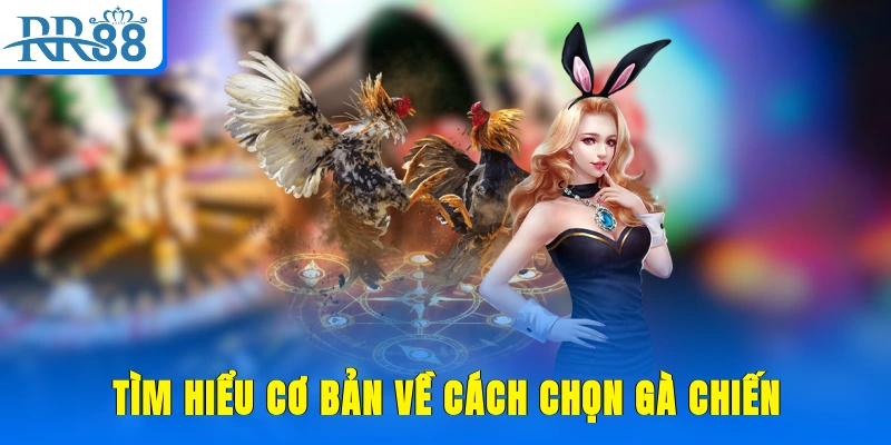 Tìm hiểu cơ bản về cách chọn gà chiến