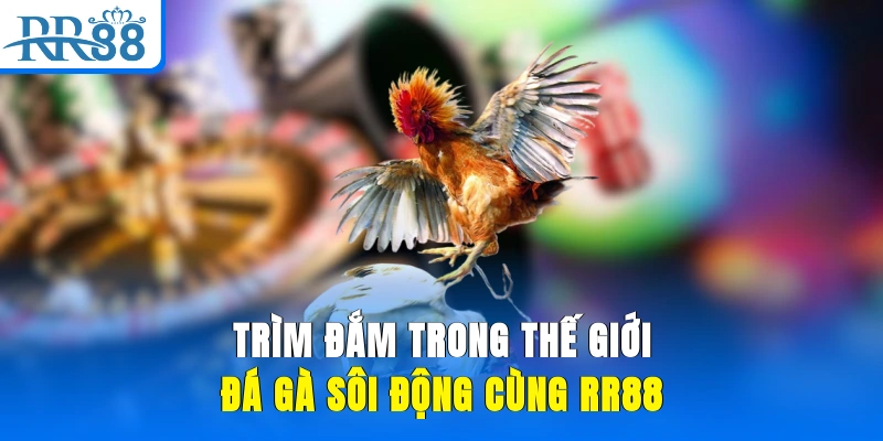 Trìm đắm trong thế giới đá gà sôi động cùng RR88